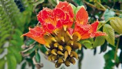Spatodea zvonkovitá (Spathodea campanulata), v mnoha světových jazycích známá jako tulipánový strom (např. německy Afrikanischer Tulpenbaum), z čeledi trubačovitých (Bignoniaceae) náleží k pantropicky rozšířeným okrasným stromům světa. Má velké, šarlatově červené květy rozevřenými cípy podobné tulipánům. Pochází z tropické Afriky. Foto M. Kuklík