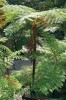 Stromovitá kapradina Sphaeropteris cooperi (syn. Cyathea cooperi) původem z Queenslandu je překvapivě nenáročná a na Madeiře často pěstovaná. Na Havajských ostrovech se stala až invazní rostlinou. Foto V. Zelený