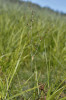 Sítina alpská (Juncus alpinoarticulatus) nepatří v terénu k nápadným druhům. Je charakteristická štíhlými složenými květenstvími s malými kaštanově hnědými hlávkami. Matenský rybník na Jindřichohradecku. Foto P. Koutecký