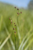 Sítina alpská (Juncus alpinoarticulatus) nepatří v terénu k nápadným druhům. Je charakteristická štíhlými složenými květenstvími s malými kaštanově hnědými hlávkami. Matenský rybník na Jindřichohradecku. Foto P. Koutecký