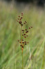 Diploidní hybrid mezi sítinou ostrokvětou (Juncus acutiflorus) a s. alpskou, z ČR dosud neuváděný. Rašeliniště u obce Světlík v Pošumaví. Foto P. Koutecký