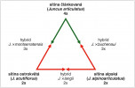 Hybridizační schéma v okruhu sítiny článkované (Juncus articulatus agg.). Dva diploidní a jeden tetraploidní druh se navzájem kříží za vzniku tří hybridů, jednoho diploidního a dvou triploidních. Orig. J. Prančl 