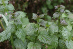 Kopřiva lužní (Urtica kioviensis) v pozdní terestrické fázi. Foto T. Urfus