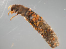 Chrostík Potamophylax rotundipennis, larva. V Krkonoších se vyskytuje pouze v nejnižších částech. Preferuje nížinné a pahorkatinné toky. Snáší i zvýšený obsah živin ve vodě. Foto J. Špaček