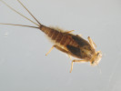 Jepice Rhithrogena hercynia, larva. Žije v čistých neacidifikovaných pod horských a horských tocích. V červeném seznamu NT – téměř ohrožený druh. Foto J. Špaček