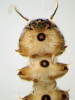 Larva přísalky Liponeura cinera scens (přísalkovití – Blephariceridae, dvoukřídlí). Přední část těla larvy z břišní strany. Nejběžnější druh rodu. Larvy žijí v čistých neacidifikovaných tocích v silném proudu na horní straně kamenů. Přidržují se pomocí kruhovitých přísavek na břišní straně tělních článků. Jsou poměrně náročné na kvalitu vody a lokalit s jejich výskytem ubývá. Foto J. Špaček