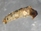 Larva chrostíka Drusus chauvinianus (dříve řazen do rodu Anomalopterygella; chrostíci – Trichoptera). Žije v podhorských a horských tocích po celé ČR. Foto J. Špaček