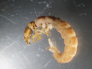 Chrostík Plectrocnemia conspersa – larva. Velmi běžný druh pramenišť a menších toků celé ČR. Nevadí mu ani silně acidifikované toky. Foto J. Špaček
