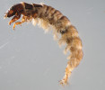 Larva chrostíka Hydropsyche instabilis. Běžný druh podhorských oblastí v celé republice. Foto J. Špaček
