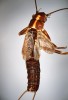 Dospělý samec pošvatky Diura bicaudata s délkou těla 14 mm. Samci mají  křídla zakrnělá, samice vyvinutá.  Larvy jsou dravé. Hojný horský druh  v Brdech a pohraničních horách ČR. Foto I. Skála
