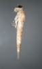 Larva jepice Ameletus inopinatus. Délka těla 8 mm. Larva má lupínkovité žábry po stranách zadečku a dva štěty a paštět na jeho konci. Význačný  horský druh, v ČR se obvykle vyskytuje v nadmořské výšce nad 750 m.  V Brdech zjištěn jen v Třítrubeckém potoce ve výšce 570 m n. m. Foto I. Skála