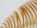 Larva jepice Ameletus inopinatus – čelisti nesou na okrajích řadu hřebínků dlouhých 80 µm, které slouží jako hrabičky při sběru detritu a řas. Foto I. Skála