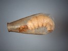 Larva chrostíka Oxyethira sp. v průsvitné kožovité schránce (délka  3 mm). S největší pravděpodobností jde o kriticky ohrožený druh O. frici, podle dospělce nalezeného na stejné lokalitě. Larvy rodu Oxyethira jsou v některých potocích středních Brd velmi početné. Foto I. Skála
