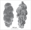 Endemické foraminifery rodu Uvigerina ze spodní báze středního miocénu Centrální Paratethydy. Lokalita Hevlín u Znojma. Foto K. Holcová