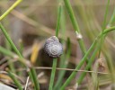 Suchomilky i další příbuzné druhy s oblibou vylézají na vegetaci.  Tento jev se stává častější směrem do oblastí teplého klimatu, kde představuje obranu před letální teplotou rozpáleného povrchu a svrchní vrstvy půdy.  Snímek z Čenkovské stepi se suchorypkou rýhovanou (Helicopsis striata)  na chvojníku dvouklasém (Ephedra distachya) představuje zhmotnění  reliktnosti – oba druhy jsou ohrožené relikty glaciálních sprašových stepí. Foto M. Horsák