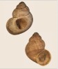 Typický otvor na ulitě kruhoústky lesní (Pomatias elegans) vzniklý následkem útoku dravé oleacíny dalmatské (Poiretia cornea). To, že byla kruhoústka skutečně sežrána, dokládá i přítomnost víčka v ústí ulity (dole, tentýž jedinec), jehož jinak účinná ochranná funkce  není při útoku oleacíny nic platná.  Ulita kruhoústky měří na délku  okolo 15 mm, u podstatně větší  oleacíny zhruba 45 mm. Foto M. Horsák