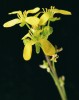 Ochthodium aegyptiacum z čeledi brukvovitých (Brassicaceae), jediné rostlinné čeledi, u níž je zatím aplikovatelná metoda srovnávacího malování chromozomů (comparative chromosome painting, CCP). Foto T. Mandáková
