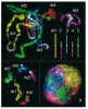 Malování chromozomů huseníčku rolního (Arabidopsis thaliana; na obr. chromozomy ve fázi pachytene, diakineze a v interfázi) s použitím sondy z chromozomově specifických BAC klonů  (Bacterial Artificial Chromosome – umělý bakteriální chromozom, blíže v textu) odpovídajících jednotlivým chromozomům tohoto druhu. Každý z pěti chromozomových párů je označen jiným  fluorochromem. Podle: A. Pečinka a kol. (2004), upraveno