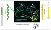 Princip malování chromozomů  (chromosome painting, CP) u huseníčku rolního s použitím fluorescenčně značených BAC klonů odpovídajících dvěma jeho chromozomálním ramenům,  které jsou simultánně hybridizovány  na pachytenní chromozomy. Mitotické  chromozomy huseníčku rolního nejsou kvůli své malé velikosti pro CP vhodné. Orig. T. Mandáková