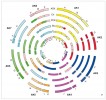 Diagram znázorňující kolinearitu mezi chromozomy ancestrálního karyotypu čeledi brukvovitých (ACK, n = 8), společného předka druhů z vývojové linie II (Proto-Calepineae Karyotype, PCK, n = 7) a evolučně odvozenými  karyotypy řeřišnice srstnaté (Ch, n = 8, tribus Cardamineae), Boechera stricta (Bs, n = 7, Boechereae), huseníku lysého (Turritis glabra, syn. strmobýl lysý,  Arabis glabra, Tg, n = 6, Turritideae) a huseníčku rolního (At, n = 5,  Camelineae). Genomické bloky jsou označeny A–X a barevně odpovídají  pozici na daném ancestrálním  chromozomu AK1–AK8. Blíže v textu. Orig. T. Mandáková