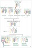 Rekonstrukce evoluce karyotypu v čeledi brukvovitých. ACK (n = 8) je považován za ancestrální karyotyp vývojové linie I a II. Karyotypy linie II vznikly redukcí chromozomového počtu z ACK prostřednictvím jejich společného předka nazvaného Proto-Calepineae Karyotype (PCK, n = 7). Podle: M. A. Lysák  a M. A. Koch (2011), upraveno