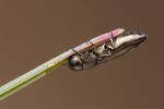 Jedním z několika mála  stoprocentních českých endemických brouků je drobný krasec váleček český  (Cylindromorphus bohemicus), jehož  larvy se vyvíjejí ve stéblech kostřavy walliské (Festuca valesiaca) v okolí Prahy a na Žatecku. Foto P. Krásenský 