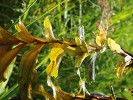 Rostlina poškozená okusem amurem bílým (Ctenopharyngodon idella) v tůních pod Plešivcem v chráněné krajinné oblasti Kokořínsko v r. 2014. Foto R. Prausová