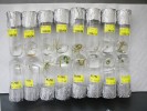 Kultura in vitro z nažek sterilizovaných v přípravku Savo. Foto K. Pásek