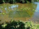 Ochrana mikropopulace v Kašparově jezeře proti okusu kachnami. Foto R. Prausová