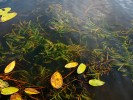 Porost rdestu dlouholistého  v zachovalé části jezera Trumen v jižním Švédsku, který se stal zdrojem rostlin pro obnovu populace ve druhé části  jezera. Foto R. Prausová