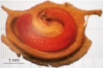 Zárodek v semeni má zatočený tvar. Trifenyltetrazolium chlorid (TTC) obarvil živé embryo červeně. Foto R. Prausová