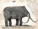 Rekonstrukce mamuta od Johanna Friedricha Blumenbacha vznikla krátce po r. 1800 podle skici nálezu  tzv. Adamsova mamuta v r. 1799. Převzato v souladu s podmínkami použití
