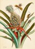 Ananas a švábi. Ručně kolorovaná mědirytina. Deska 1 z druhého vydání práce Marie Sibylly Merianové Dissertation in insect generations and metamor­phosis in Surinam (Pojednání o vzniku a proměnách hmyzu v Surinamu, 1719). Podle původní rytiny z let 1701–05. K článku M. Chumchalové na str. V–VIII tohoto čísla Živy