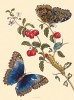 Jihoamerický motýl rodu Morpho, živící se šťávou kvasícího ovoce a mízou  stromů, a housenka na rytině kolorované M. S. Merianovou. Deska 7 z Metamor­phosis insectorum surinamensium (1705). K článku M. Chumchalové na str. V–VIII tohoto čísla Živy