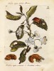 Chroust na větvičce kvetoucí třešně a housenka s okrovou hlavou v hnědém těle larvy vrubouna. Kolorovaná rytina. Deska 4 z Erucarum ortus alimentum  et paradoxa metamorphosis (Denní motýli, strava a neočekávané proměny) vydané r. 1717 dcerou M. S. Merianové Dorotheou. K článku M. Chumchalové na str. V–VIII tohoto čísla Živy