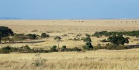 V Masai Mara se stromová a keřová vegetace soustřeďuje především do okolí vodních toků. Foto M. Anděra