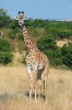 Pro žirafu masajskou (Giraffa camelopardalis tippelskirchi) je příznačné světlejší zbarvení s tmavými skvrnami, které tvarem připomínají listy vinné révy. Foto M. Anděra