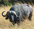 Buvol africký (Syncerus caffer) žije spíše v menších rodinných stádech  tvořených 20–30 jedinci. Foto M. Anděra