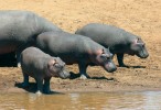 Poměrně početná populace hrochů obojživelných (Hippopotamus amphi­bius) spásá blízké okolí řek. Foto M. Anděra