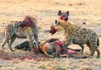 Velká seskupení kopytníků dávají příležitost ke snadnému lovu  predátorům, např. hyeně skvrnité  (Crocuta crocuta). Foto M. Anděra
