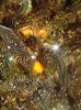 Mladá plodnice kulosporky Lamprospora lutziana na ponořené části  hostitelského mechu. Foto L. Janošík