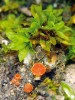 Načervenalé miskovité plodnice (apotecia) kulosporky Lamprospora miniata rostoucí vedle hostitelského mechu čepičatky točivé (Encalypta streptocarpa). Foto L. Janošík