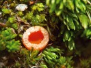 Zemnička červenožlutá (Neottiella rutilans) představuje jednoho z největších zástupců bryofilních vřeckovýtrusných hub (Ascomycota) u nás. Její miskovité plodnice mohou svým průměrem  přesahovat i 1 cm a na vnější straně  mají výrazné chlupy. Foto L. Janošík