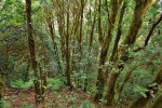 Národní park Anaga na ostrově  Tenerife – místní mlžný les představuje jeden z biotopů s bohatým zastoupením epifytických druhů mechorostů. Foto L. Janošík
