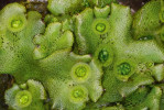 Gametofyt modelové játrovky porostnice mnohotvárné (Marchantia polymor­pha) vytvářející v povrchových pohárcích nepohlavní rozmnožovací útvary – gemy. Foto S. Haluška