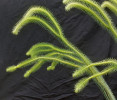 Reprezentant větveného polysporangiátního sporofytu nejhlubší fylogenetické větve cévnatých rostlin – epifytická  plavuň rodu Huperzia. Foto V. Žárský