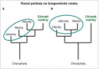 Alternativní pohledy na fylogenetické vztahy (fylogenetický strom) suchozemských rostlin – současný platný pohled je varianta B s monofyletickými mechorosty sesterskými cévnatým rostlinám. Blíže v textu. Délka větví není  podstatná – na schématu jde o větvení skupin mechorostů (jsou v zelené elipse) ve vztahu k cévnatým rostlinám.  Mezi zástupci oddělení Charophyta  jsou suchozemským rostlinám sesterské, tedy také nejpříbuznější, spájivky (pro zjednodušení nejsou ve schématu). Orig. V. Žárský
