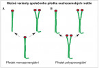 Alternativní pohledy na společného předka suchozemských rostlin – dosud platná představa o monosporangiátním původu suchozemských rostlin (A) bude muset být opět kriticky zvažována vzhledem k možné evoluci z polysporangiátního předka (B). Orig. V. Žárský