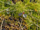 Semenáčky břízy bělokoré (Betula pendula) klíčící z mechového koberce tvořeného zkrutkem vláhojevným (Funaria hygrometrica). Mechové polštářky zadržují vodu a poskytují tak dřevinám vhodné podmínky pro klíčení. Foto I. Marková