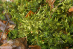 Světle zelený mech klamonožka bahenní (Aulacomnium palustre) se běžně vyskytuje na mokrých a rašelinných loukách, a proto je jeho výskyt na Havraní skále poněkud nečekaný. Foto I. Marková